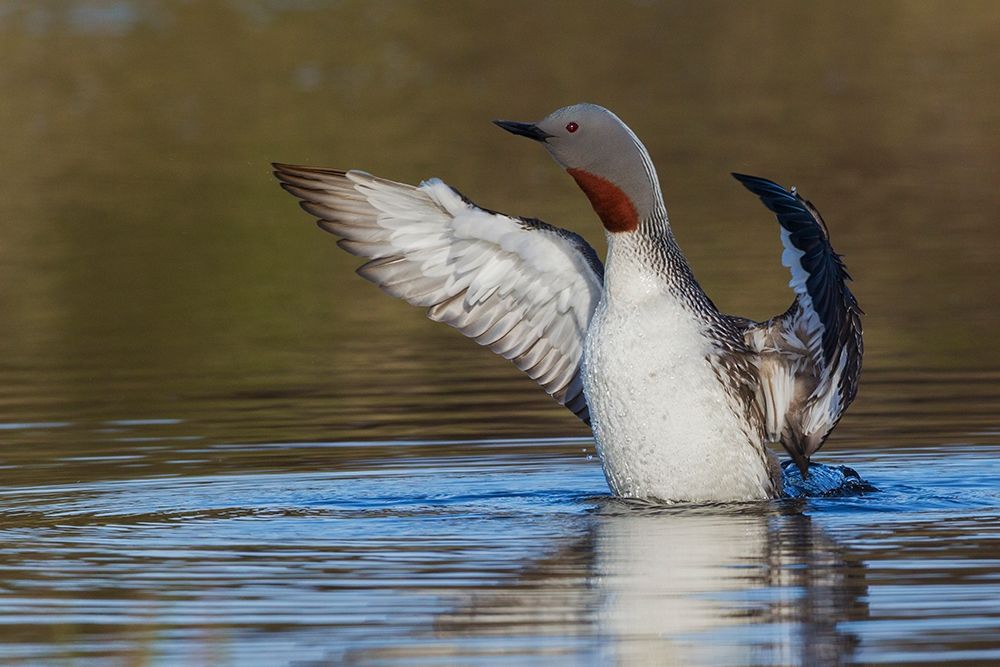 Red-throated Loon Drying Wings